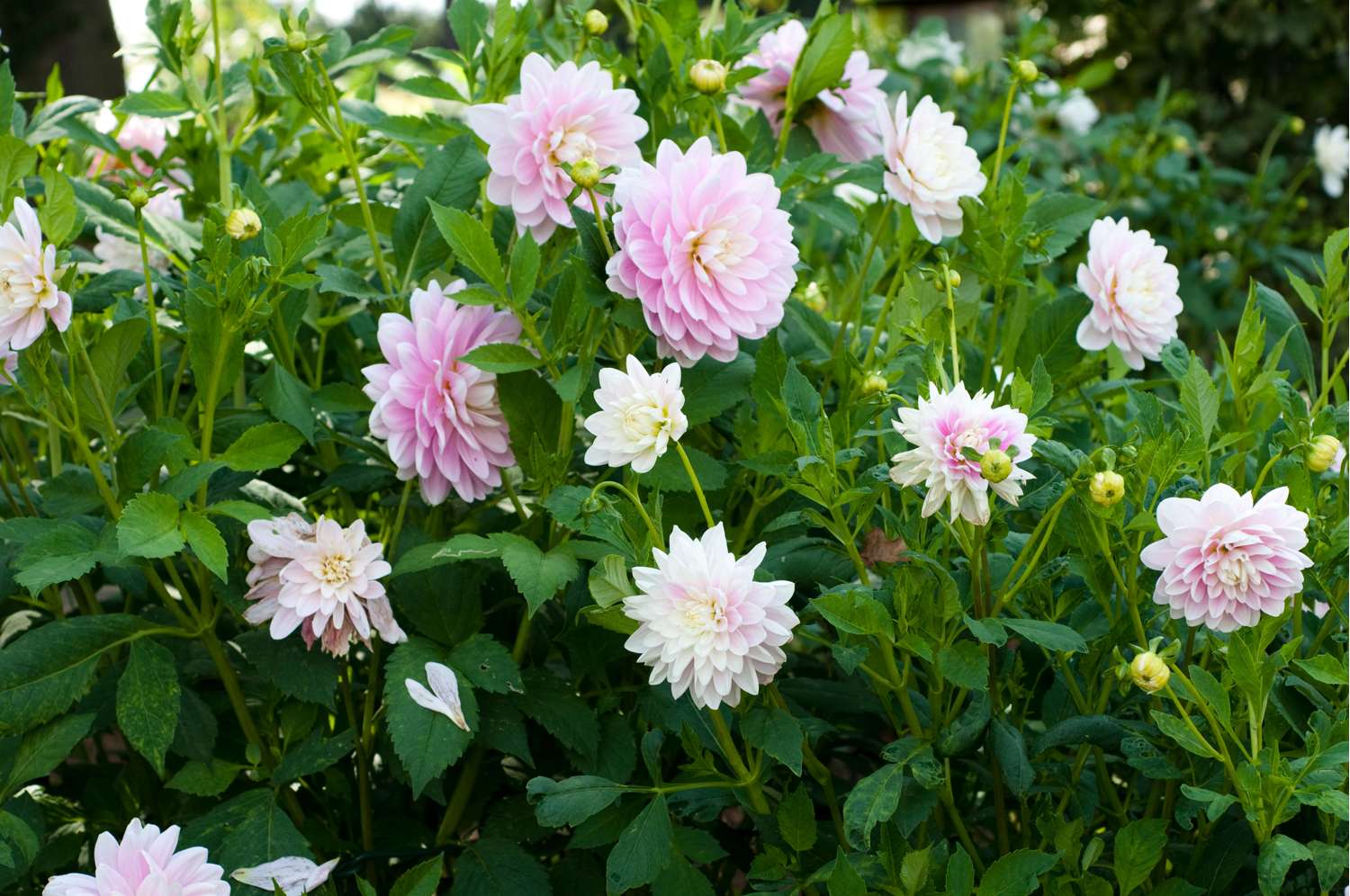 Dahlie ‘Bracken Ballerina’